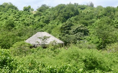 A Guide to Huachuma: the San Pedro Cactus