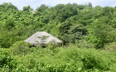 A Guide to Huachuma: the San Pedro Cactus